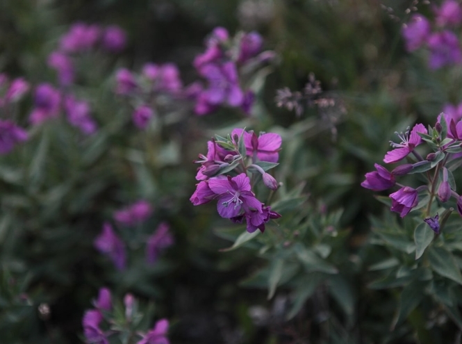 #АрктическийДневник: первые исследования, сеанс связи с родными и съёмка фильма
